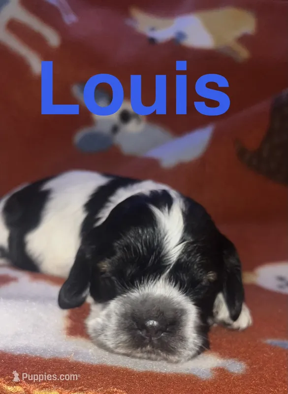 Louis