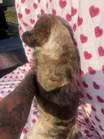 Louis, a male Cocker Spaniel for sale in Edinburg, TX – 5 of 5