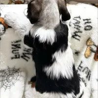 Louis, a male Cocker Spaniel for sale in Edinburg, TX – Photo 2 of 4