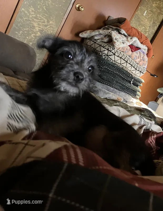 Stella – Pomchi puppy for sale in Mount Orab, OH