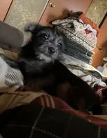 Stella, a female Pomchi for sale in Mount Orab, OH – 1 of 9