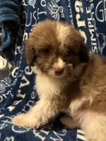Barkley, a male Pomapoo for sale in Mount Orab, OH – 2 of 10