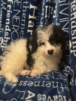 August, a male Pomapoo for sale in Mount Orab, OH – 5 of 10
