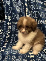 Barkley, a male Pomapoo for sale in Mount Orab, OH – 7 of 10