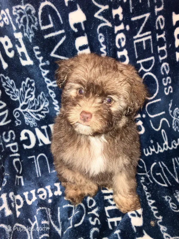 Applejack – Pomapoo puppy for sale in Mount Orab, OH