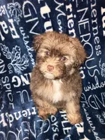 Applejack, a male Pomapoo for sale in Mount Orab, OH – 1 of 10