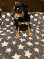 Roger, a male Pomchi for sale in Mount Orab, OH – 2 of 10