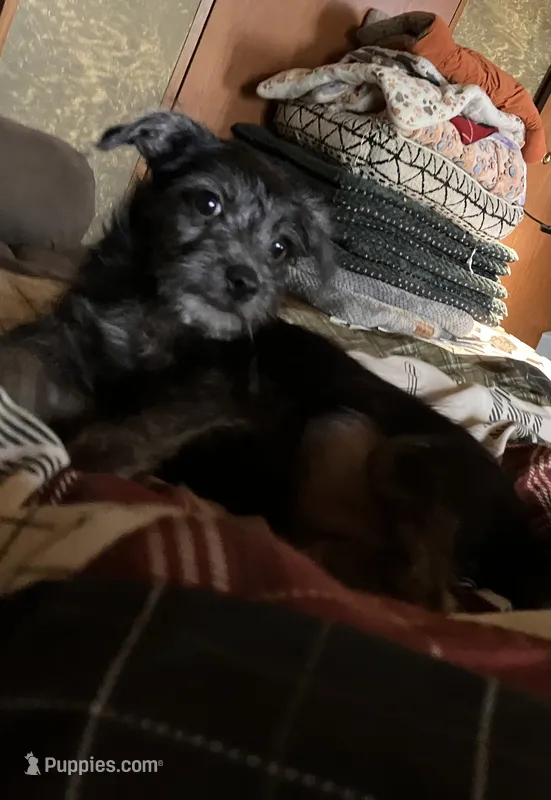 Stella – Pomchi puppy for sale in Mount Orab, OH