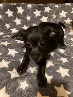 Vernie, a female Pomchi for sale in Mount Orab, OH – 4 of 10