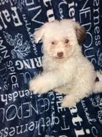 Lamb chop, a female Pomapoo for sale in Mount Orab, OH – 9 of 10