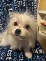 Freckles, a male Pomapoo for sale in Mount Orab, OH – 6 of 10