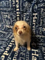 Sonnet, a female Pomchi for sale in Mount Orab, OH – 10 of 10