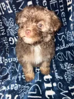 Applejack, a male Pomapoo for sale in Mount Orab, OH – 3 of 10