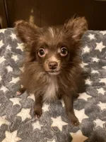 Chocolate chip, a male Pomapoo for sale in Mount Orab, OH – 4 of 10