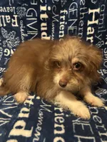 Lyric, a female Pomchi for sale in Mount Orab, OH – 4 of 9