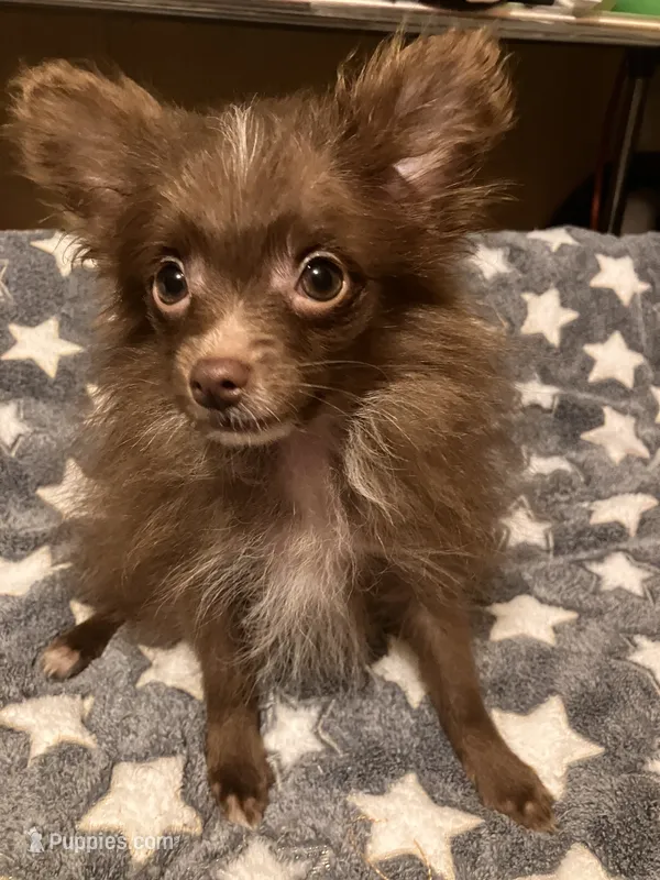 Chocolate chip – Pomapoo puppy for sale in Mount Orab, OH