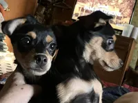 Roger, a male Pomchi for sale in Mount Orab, OH – 4 of 10