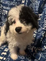 August, a male Pomapoo for sale in Mount Orab, OH – 7 of 10