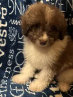 Barkley, a male Pomapoo for sale in Mount Orab, OH – 8 of 10