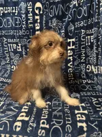 Lyric, a female Pomchi for sale in Mount Orab, OH – 7 of 9