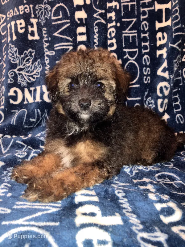 Snickers – Pomapoo puppy for sale in Mount Orab, OH