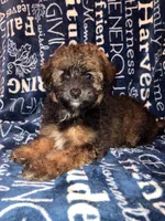 Snickers, a male Pomapoo for sale in Mount Orab, OH – 1 of 10