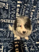 August, a male Pomapoo for sale in Mount Orab, OH – 6 of 10