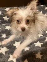 Matilda, a female Pomapoo for sale in Mount Orab, OH – 2 of 10