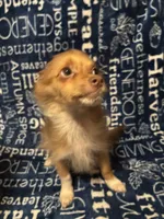 Chandler, a male Pomchi for sale in Mount Orab, OH – 3 of 8