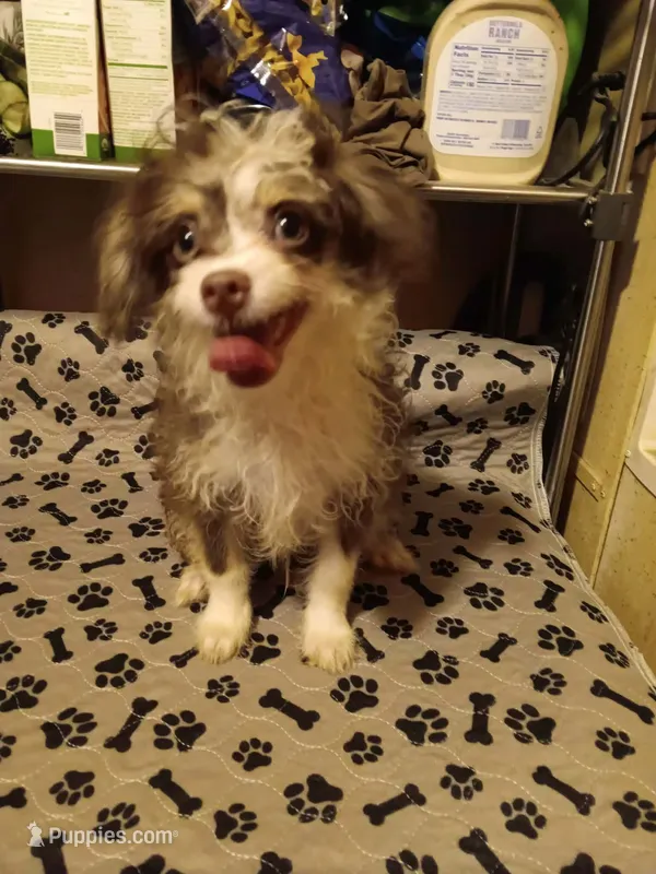 Eli – Pomchi puppy for sale in Mount Orab, OH