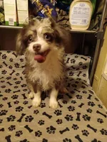 Eli, a male Pomchi for sale in Mount Orab, OH – 1 of 6