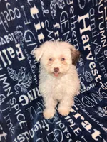 Lamb chop, a female Pomapoo for sale in Mount Orab, OH – 7 of 10