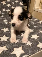 Sam I am, a male Pomchi for sale in Mount Orab, OH – 7 of 10