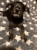 Stella, a female Pomchi for sale in Mount Orab, OH – 8 of 10