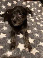 Stella, a female Pomchi for sale in Mount Orab, OH – 9 of 10