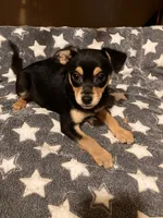 Roger, a male Pomchi for sale in Mount Orab, OH – 4 of 10