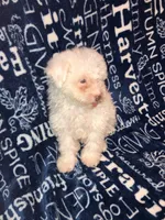 Lamb chop, a female Pomapoo for sale in Mount Orab, OH – 5 of 10