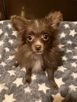 Chocolate chip, a male Pomapoo for sale in Mount Orab, OH – 2 of 10