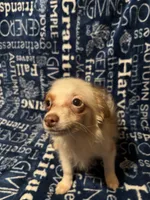 Sonnet, a female Pomchi for sale in Mount Orab, OH – 9 of 10