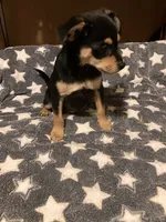 Roger, a male Pomchi for sale in Mount Orab, OH – 9 of 10