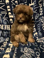 Applejack, a male Pomapoo for sale in Mount Orab, OH – 4 of 10