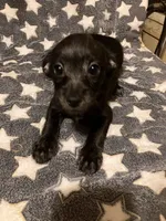 Vernie, a female Pomchi for sale in Mount Orab, OH – 3 of 10