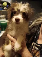Eli, a male Pomchi for sale in Mount Orab, OH – 5 of 6