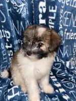 Dolly, a female Pomapoo for sale in Mount Orab, OH – 3 of 10