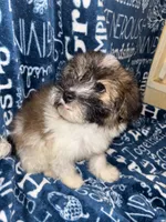Dolly, a female Pomapoo for sale in Mount Orab, OH – 9 of 10