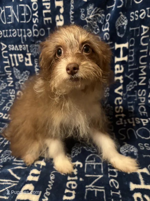 Lyric – Pomchi puppy for sale in Mount Orab, OH