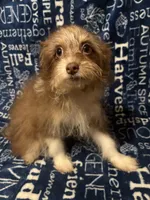 Lyric, a female Pomchi for sale in Mount Orab, OH – 1 of 9