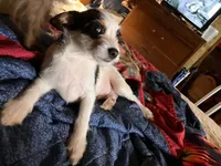 Sam I am, a male Pomchi for sale in Mount Orab, OH – 7 of 10