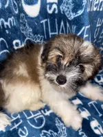 Dolly, a female Pomapoo for sale in Mount Orab, OH – 1 of 10