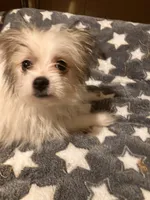 Freckles, a male Pomapoo for sale in Mount Orab, OH – 10 of 10